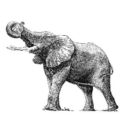 Εικόνα για τον κατασκευαστή Elephant Gin